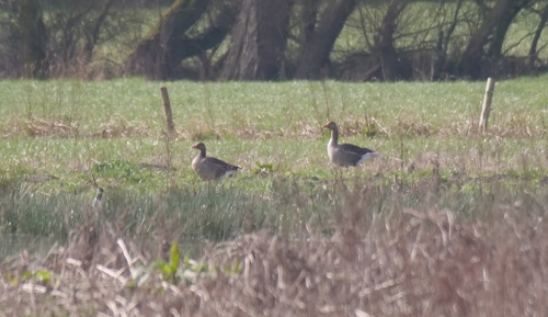 Greylag Geese on the Rewilding land at Elmore Court